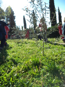 L'orto degli ulivi nel nostro giardino